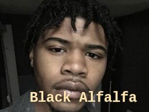 Black_Alfalfa