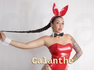 Calanthe